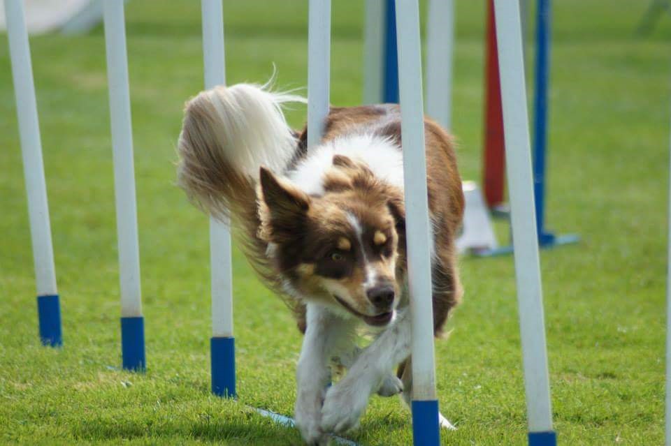 agility1