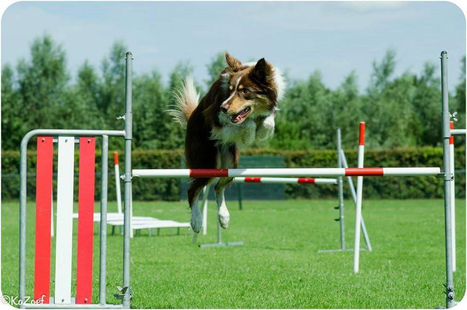 agility2