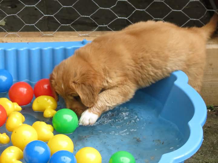pup 3