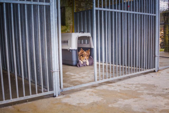 Mario Kennels 15